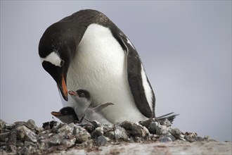 Gentoo Penguin (Pygoscelis papua) with chicks on nest in rookery at Petermann Island, Antarctica