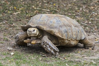 African spurred tortoise (Centrochelys sulcata), sulcata tortoise (Testudo sulcata) native to