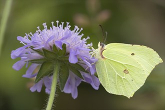 Brimstone butterfly (Gonepteryx rhamni) adult male insect feeding on a Field scabious flower in the