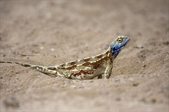 Spiny agama, (Agama aculeata), female, . Colouring at the time of egg laying, Kalahari Gemsbok NP,