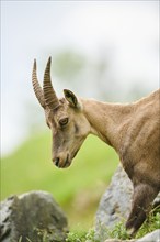 Alpine ibex (Capra ibex) female, portrait, wildlife Park Aurach near Kitzbuehl, Austria, Europe