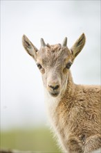 Alpine ibex (Capra ibex) youngster, portrait, wildlife Park Aurach near Kitzbuehl, Austria, Europe