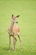 Red deer (Cervus elaphus) hind standing on a meadow in the mountains in tirol, Kitzbühel, Wildpark