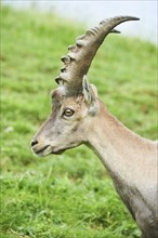 Alpine ibex (Capra ibex) male, portrait, wildlife Park Aurach near Kitzbuehl, Austria, Europe