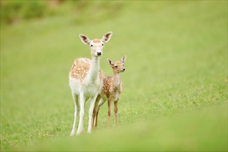 European fallow deer (Dama dama) mother with her fawn standing on a meadow, tirol, Kitzbühel,