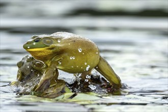 Bull frogs Lithobates catesbeianus. Male bull frog jumping on another male for a territorial fight