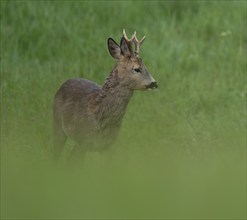 Roe deer (Capreolus capreolus), roebuck with beginning hair change standing in a meadow, wildlife,