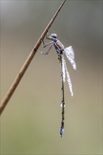 Lestes virens (Lestes virens), Emsland, Lower Saxony, Germany, Europe