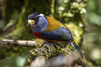 Toucan barbet (Semnornis ramphastinus), Mindo Forest Reserve, Mindo, Ecuador, South America