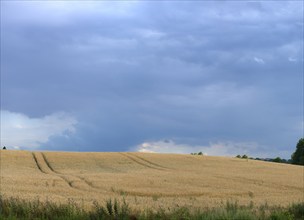 Ripe barleys (Hordeum vulgare), dark sky, Mecklenburg-Vorpommern, Germany, Europe