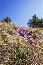 Flowering Pasqueflower (Pulsatilla vulgaris) in early spring