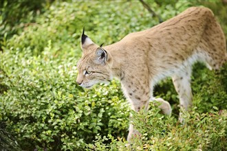 Eurasian lynx (Lynx lynx) walking through the forest, Bavaria, Germany, Europe