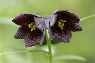 Shade checkflower (Fritillaria camtschatcensis), Emsland, Lower Saxony, Germany, Europe