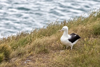 Albatros (Diomedea sanfordi), Taiaroa Head, Otago Peninsula, Neuseeland