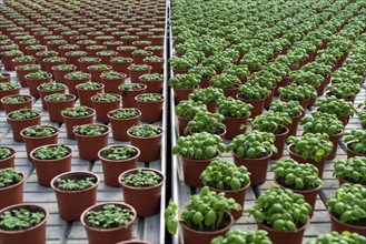 Agriculture, herb gardening, basil plants in pots, in various stages of growth, in a greenhouse