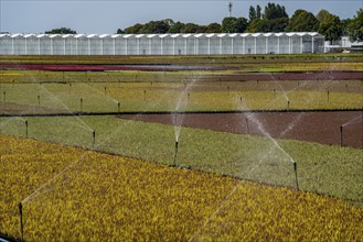 Horticultural business, irrigation with a sprinkler system, outdoors, plants grow here to be sold