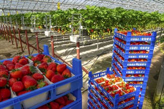 Freshly harvested strawberries, packed in boxes and crates for the consumer, strawberry cultivation