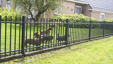 NL, Eesergroen: Spring characterises the landscape, towns and people in the province of Drenthe in