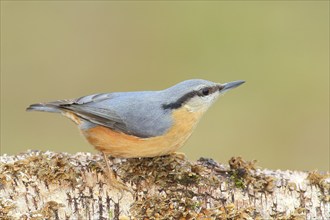 Eurasian nuthatch (Sitta europaea) sitting attentively on birch trunk, animals, birds, Siegerland,