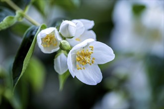 European or pale pipevine (Philadelphus coronarius), flower, also known as false jasmine, summer