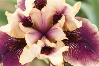 Beautiful multicolored iris flower bloom in the garden. Close up, fragility and summer concept