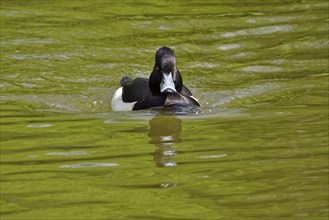 Tufted duck (Aythya fuligula) swimming on a lake, spring, Germany, Europe