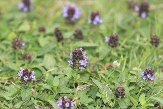 Common selfheal (Prunella vulgaris), North Rhine-Westphalia, Germany, Europe