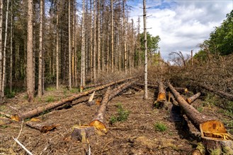 Eifel National Park, Kermeter mountain range, dead spruce trees damaged by the bark beetle, forest