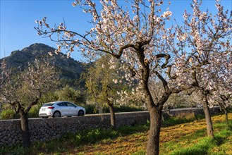 Almond blossom on Majorca, from January to March many hundreds of thousands of almond trees blossom