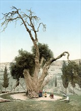 Abraham's tree Mamreh, Hebron, Holy Land, West Bank, c. 1890, Historic, digitally restored