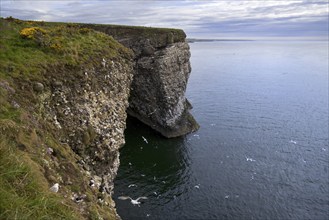 Sea cliffs, home of seabird colonies in breeding season in spring at Fowlsheugh, coastal nature