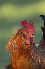 Chicken (Gallus gallus domesticus) adult male rooster or cockerel bird head portrait, England,