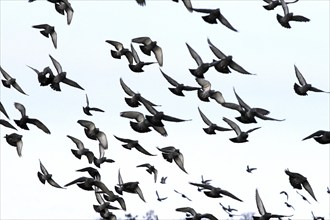 City pigeons in winter, Saxony, Germany, Europe