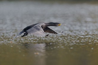 Great cormorant (Phalacrocorax carbo) in flight, Lower Saxony, Germany, Europe