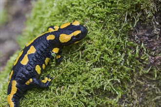 Fire salamander (Salamandra salamandra), Lower Saxony, Germany, Europe