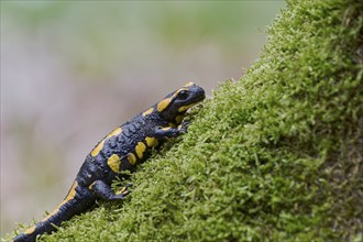 Fire salamander (Salamandra salamandra), Lower Saxony, Germany, Europe