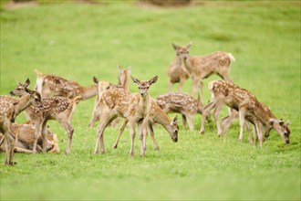 Red deer (Cervus elaphus) fawns on a meadow, Bavaria, Germany, Europe