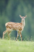 Red deer (Cervus elaphus) fawn standing on a meadow in the mountains in tirol, Kitzbühel, Wildpark