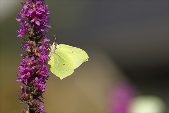 Brimstone (Gonepteryx rhamni) feeding on a flower of purple loosestrife (Lythrum salicaria), with