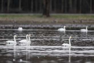 Tundra swans (Cygnus bewickii), Emsland, Lower Saxony, Germany, Europe