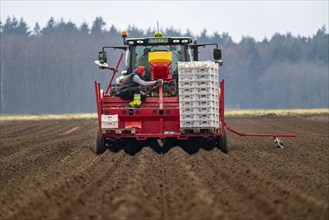 Early potatoes are placed in the soil of the field with a planting machine, Agriculture, Spring