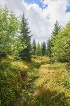 Vegetation with Norway spruce (Picea abies) and colored European blueberry (Vaccinium myrtillus) on