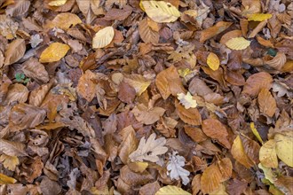 Autumn leaves in various shades of brown cover the forest floor, Münsterland, North