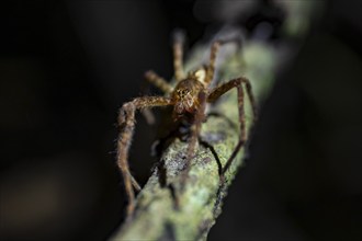 Comb spider (Cupiennius) sitting on a branch at night in the tropical rainforest, Refugio Nacional