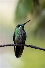 Green-crowned brilliant (Heliodoxa jacula) sitting on a branch, Monteverde Cloud Forest, Monte