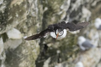 Atlantic puffin (Fratercula arctica) adult bird in flight with sea cliffs in the background in the