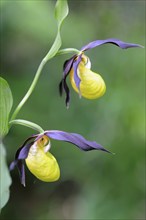 Lady's slipper (Cypripedium calceolus), Emsland, Lower Saxony, Germany, Europe