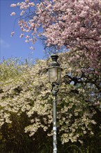 Europe, Germany, Hamburg, City, Inner Alster Lake, tree blossom, old lantern, Japanese tree cherry