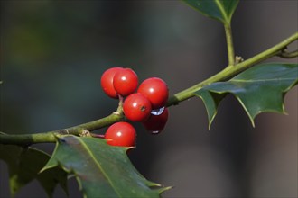 Holly (Ilex aquifolium), February, Germany, Europe