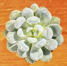 Beautiful little plant, succulent in a small flower pot. on the wooden background